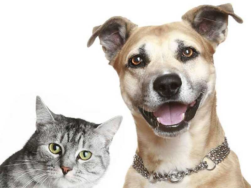 Aprovado projeto que autoriza criação de cadastro nacional de animais domésticos